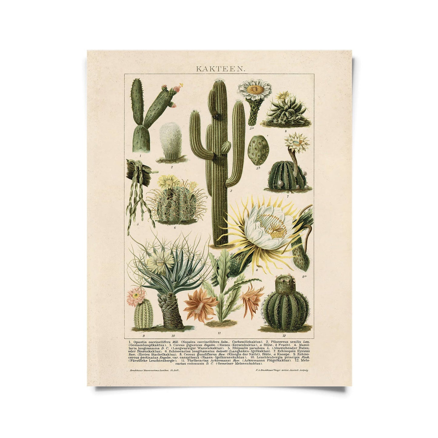 Vintage Botanical Cactus Kakteen 2 Print 8x10