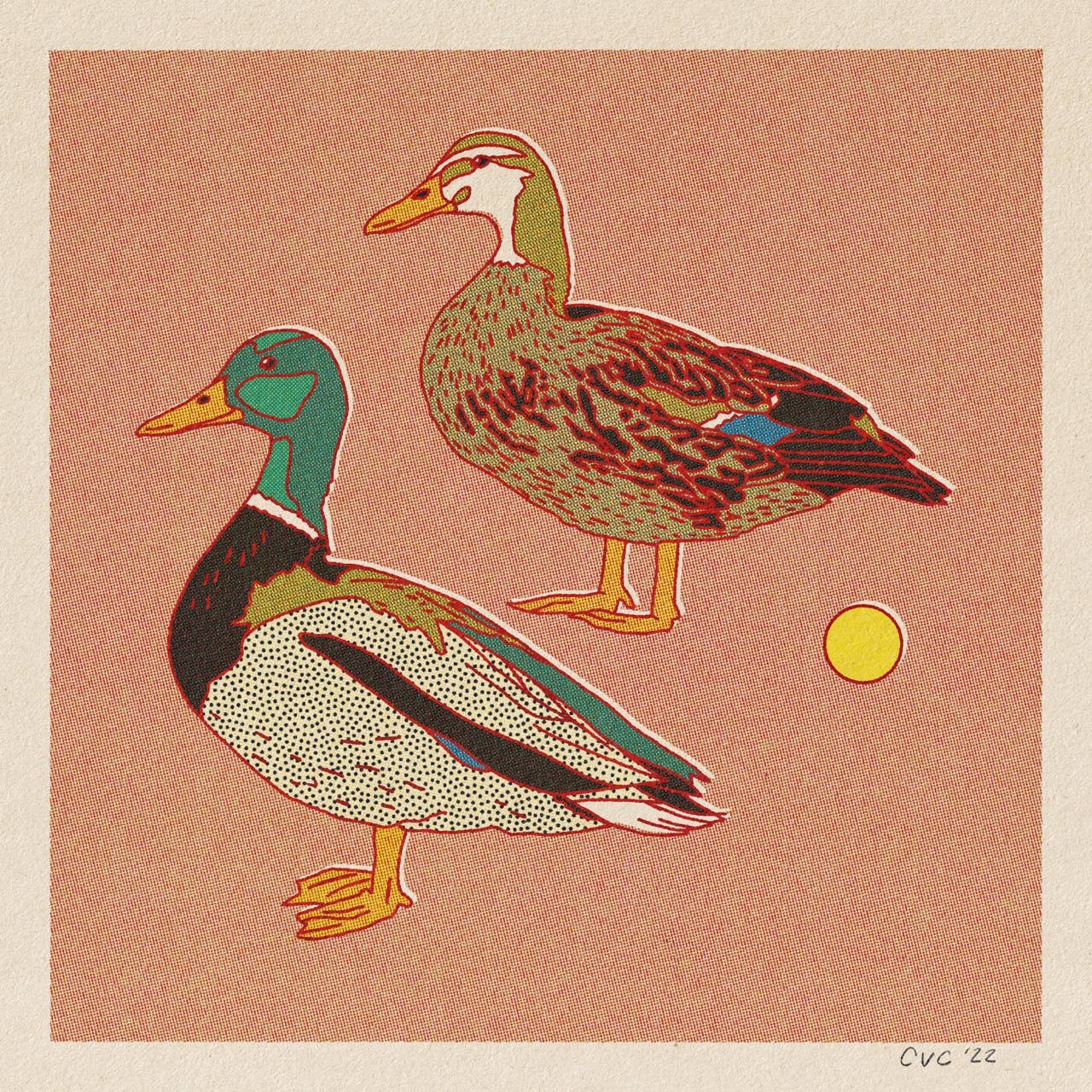 Mallard Ducks 12x12 Print - MST GoodsArt PrintCaroline Clark
