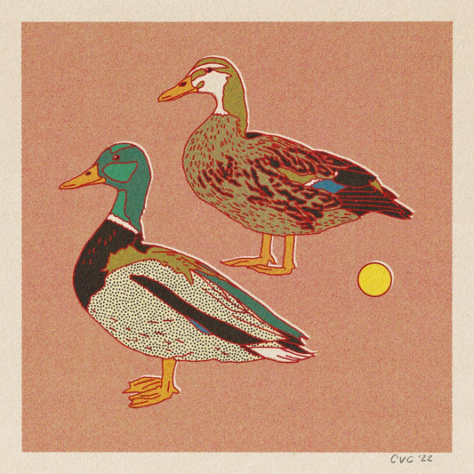 Mallard Ducks 12x12 Print - MST GoodsArt PrintCaroline Clark