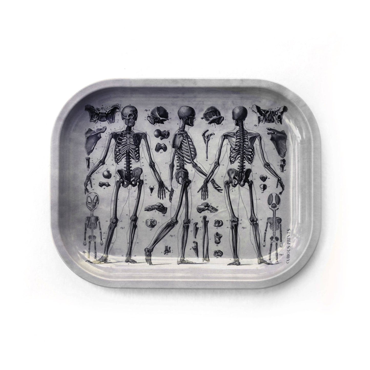 Small Metal Skeleton Diagram Trinket Tray / Vintage Anatomy - MST GoodsCurious Prints