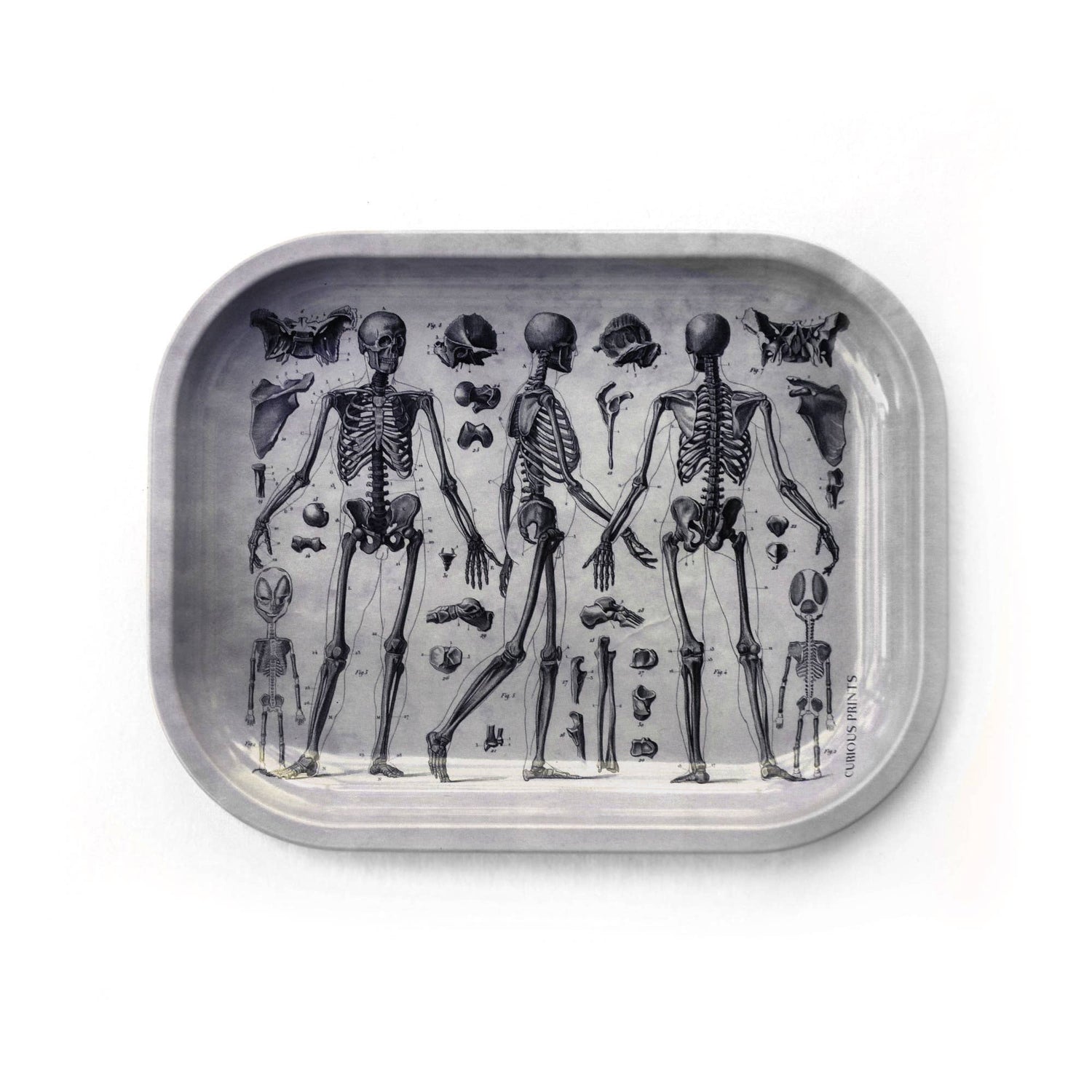 Small Metal Skeleton Diagram Trinket Tray / Vintage Anatomy - MST GoodsCurious Prints